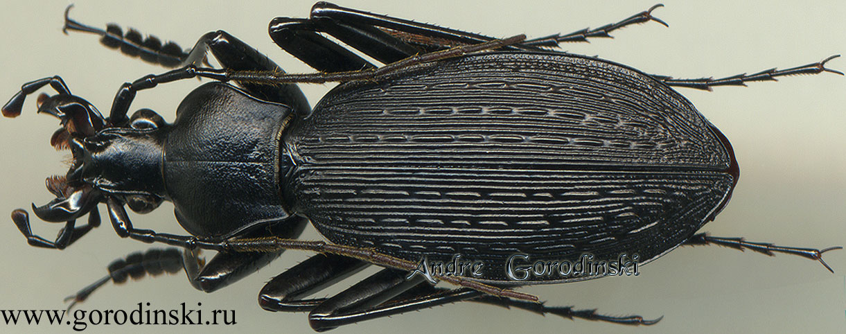 http://www.gorodinski.ru/carabus/Apotomopterus cyanopterus cyanopterus.jpg